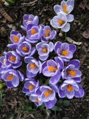 Crocus vernus purple with stripes