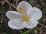 Crocus vernus fading crocus