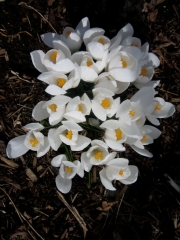 Crocus vernus white crocus