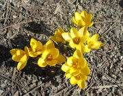 Crocus vernus yellow crocus
