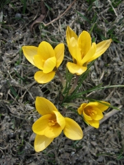 Crocus vernus yellow crocus closeup