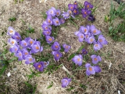 Crocus vernus purple/blue