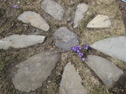 Crocus vernus inside sunburst