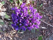 Crocus vernus dark purple, established clump