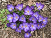 Crocus vernus purple/lavender