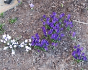 Crocus vernus purple & white naturalized in lawn