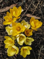 Crocus vernus yellow crocus