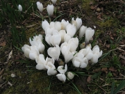 Crocus vernus white crocus, naturalized in lawn