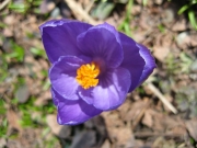 Crocus vernus dark purple, closeup