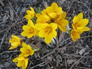 Crocus vernus yellow crocus