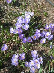 Crocus vernus lavender & white