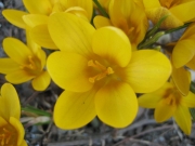 Crocus vernus yellow crocus