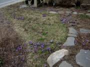 Crocus vernus sw portion of front lawn