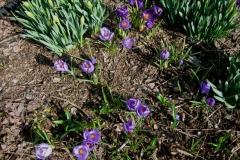 Crocus vernus crocus & daffodils