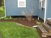 after pruning out of control Hydrangea
