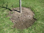 before edging around tree