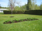 large backyard daylily bed, after