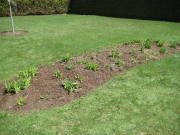 large backyard daylily bed, before