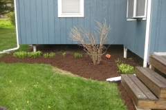 after pruning out of control Hydrangea