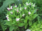 Cyprepedium reginae native, showy ladies' slipper