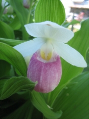 Cyprepedium reginae native, showy ladies' slipper, closeup