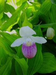 Cyprepedium reginae native, showy ladies' slipper