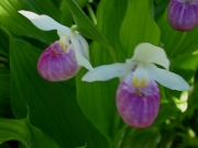 Cyprepedium reginae native, showy ladies' slipper