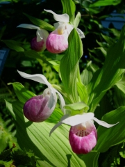 Cyprepedium reginae native, showy ladies' slipper