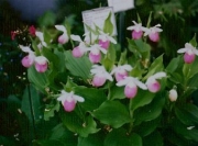 Cyprepedium reginae native, showy ladies' slipper