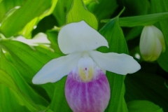 Cyprepedium reginae native, showy ladies' slipper