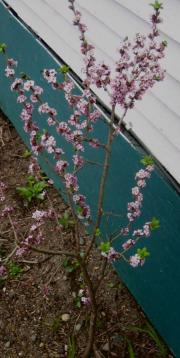 Daphne mezereum native pink Daphne
