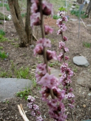 Daphne mezereum native pink Daphne, closeup