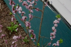 Daphne mezereum native pink Daphne