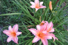 Hemerocallis 'Datebook'