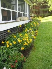 Glover, daylily border