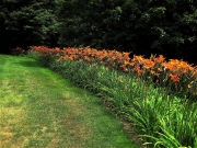 Greensboro Hemerocallis fulva_ en masse