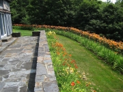 Greensboro daylilies en masse