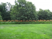 Greensboro daylily border