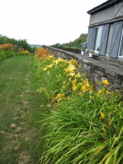 Greensboro daylily border