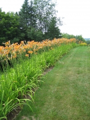 Greensboro daylily border