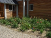 Willoughby before mulch