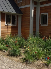 Willoughby before mulch