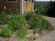 Willoughby before mulch