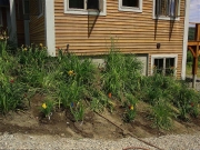 Willoughby before mulch