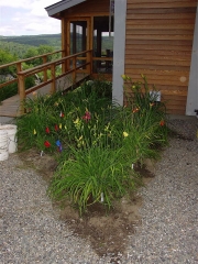 Willoughby before mulch