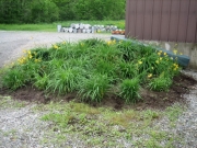 daylily job in Glover