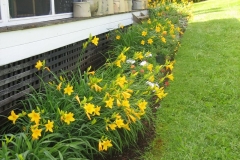Glover, daylily border
