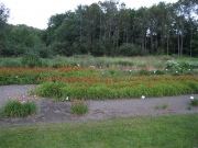 daylily field in August
