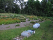 daylily field in August