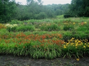 daylily field in July